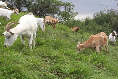 Landschaftspflege mit Ziegen © LVwA