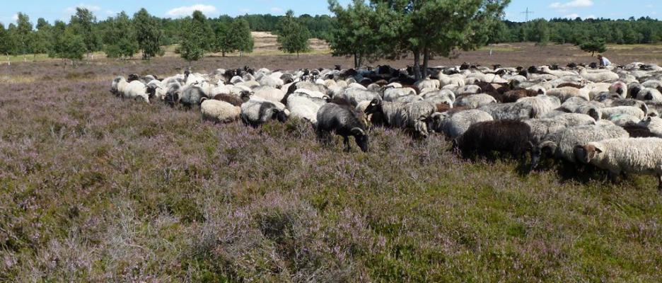 Schafe bei der Heidepflege im FFH-Gebiet "Kellergberge nördöstlich Gardelegen" © Stefan Klein (RANA-Büro für Ökologie und Naturschutz Frank Meyer)