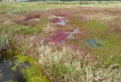 Salzwiese mit sehr nassen Stellen © RANA - Büro für Ökologie und Naturschutz