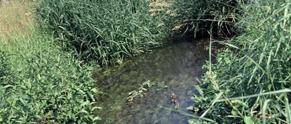 Helme: Fluss mit Wasservegetation (LRT3260), Habitat der Helm-Azurjungfer © RANA - Büro für Ökologie und Naturschutz