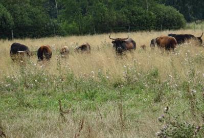 Eine Herde Heckrinder beweidet Flächen im Bereich des Zobbenitzer Pax © Sigrid Marquardt