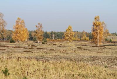 Landreitgras-Flur und Heidelandschaft im Herbst © Claudia Walter