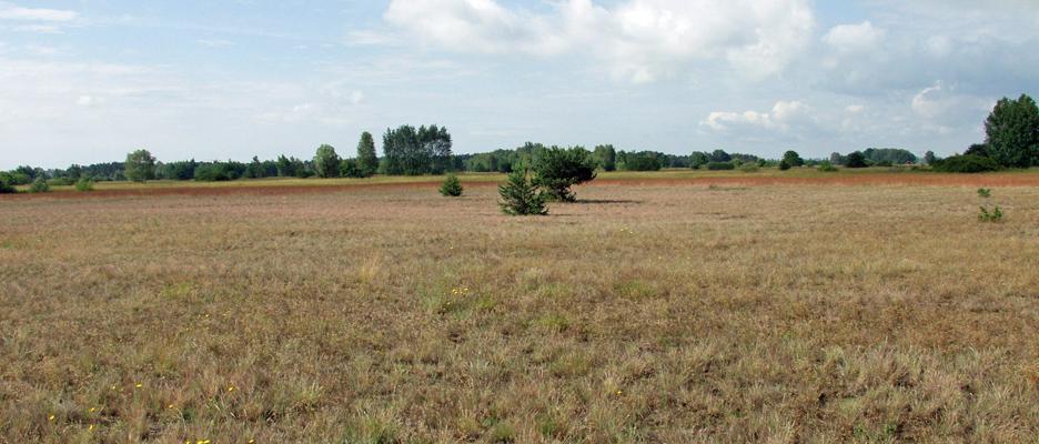 Dünen mit offenen Grasflächen © Salix - Büro für Ökologie unf Landschaftspflege