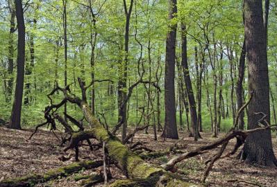 Artenreicher Labkraut-Eichen-Hainbuchenwald (LRT 9170) im Othaler Holz © Stefan Ellermann (LAU)