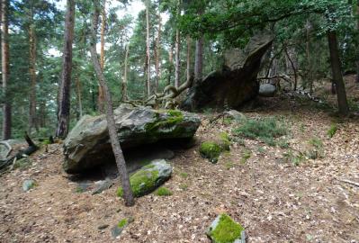 Die Kuppe des Hoppelberges ist von Felsen dominiert © Natascha Pawlik (LVwA)