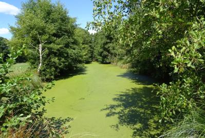 Die Teichgrube in den Calvörder Wiesen ist als LRT 3150 "Natürliche eutrophe Seen" ausgewiesen © Sigrid Marquardt