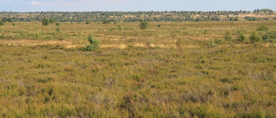 Colbitz-Letzlinger Heide mit ausgedehnten Beständen trockener Heiden (LRT 4030) © RANA -  Büro für Ökologie und Naturschutz