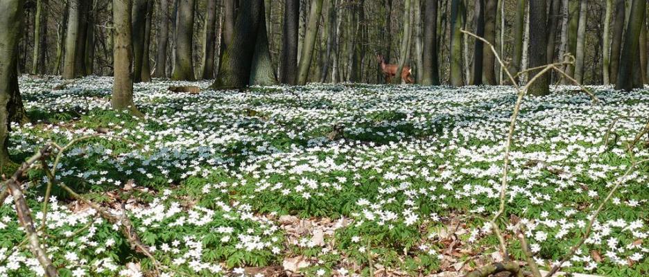 Im Frühjahr ziert ein Teppich aus Buschwindröschen den Waldboden  © Lutz Döring