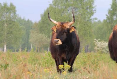 Heckrind-Kuh Ulla  © Claudia Walter