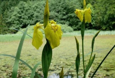 Schwertlilie (Iris pseudacorus) © Lutz Döring