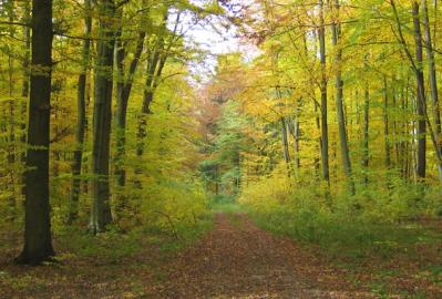 Herbstlicher Buchenwald im Gebiet © Maxi Ruthenberg