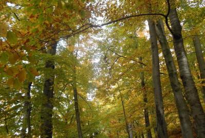 Buchenwälder im Herbst © Anne Schäfer