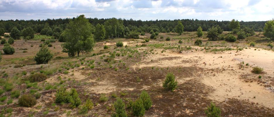 großflächige, offene Dünenbereiche und Heideflächen in der Annaburger Heide © Martin Trost (LAU)