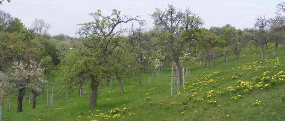 Blick auf den Weinberggrund bei Hecklingen  © Landesamt für Umweltschutz Halle